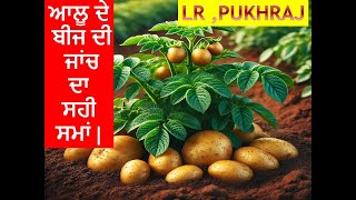 ਆਲੂ ਦੇ ਬੀਜ ਦੀ ਜਾਂਚ ਦਾ ਸਹੀ ਸਮਾਂ | Inspection Time for Potato Seeds