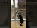 Cat Plays with Window Washer