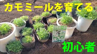 【家庭菜園初心者】カモミールを育てる