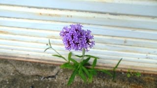 ド根性夏の花2013（近所を散策 7月13～19日撮影）