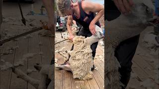 Sheep with overgrown wool | How sheep's wool is harvested #sheep #wool #harvesting #shorts