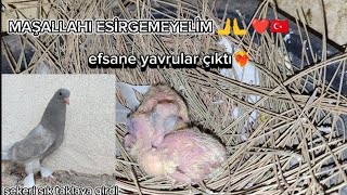 EFSANE YAVRULAR ÇIKTI\u0026ŞEKERİ SIK TAKLAYA GİRDİ😫🕊-taklacı güvercin