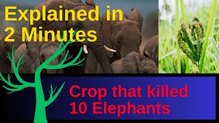 Tragic Elephant Deaths Linked to Kodo Millet Poisoning || Bandhavgarh National Park ||