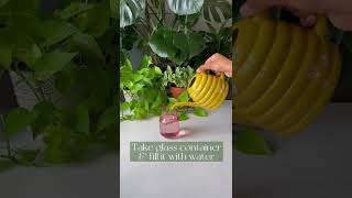 Propagate Golden Pothos | Cycle of Plant