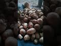 healthy mushroom 🍄 growth knowledge share