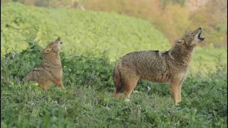 תנים מייללים בפארק הירקון | jackals howling at Yarkon Park Tel Aviv