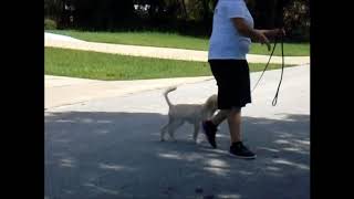 Maya 1 week puppy academy update