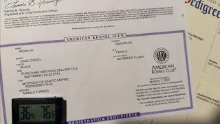 Cane Corso Breeding: Pedigree + ICCF/AKC Registry Papers (Sire Reveal + Update)