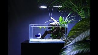 Nano Planted Aquarium | Fish Me | Planted Aquarium BD