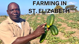 FARMING IN ST. ELIZABETH, JAMAICA. WENT TO MY FATHER’S FARM. Melon, cucumber, red root scallion