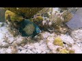 Snorkeling at Rum Point in the Cayman Islands