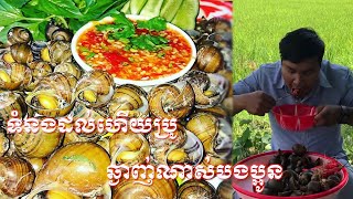 Eating stream snails with spicy fish sauce ខ្យងស្ងោម្ទេសក្រហម​(​kmengwat media)