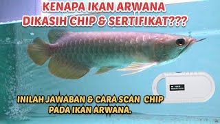 CARA SCAN CHIP PADA IKAN ARWANA DAN ALASAN KENAPA IKAN ARWANA HARUS PAKAI CHIP DAN SERTIFIKAT.