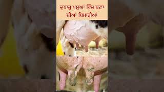 ਦੁਧਾਰੂ ਪਸ਼ੂਆਂ ਵਿੱਚ ਥਣਾਂ ਦੀਆਂ ਬਿਮਾਰੀਆਂ #dairyfarm