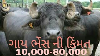 ગાય અને ભેંસ નો મેળો અહીયા 10000 થી લઈ 80000 રૂપિયા મા ગાય અને ભેંસ મલે છે