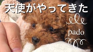 トイプードルの子犬をお迎えしました(生後81日)【お迎え初日】子犬】【トイプードル】