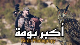 Pharaoh eagle-owl  أكبر بومة          البومة الفرعونية او بومة صحراء #morocco #owl #wildlife