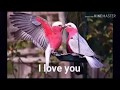 Kazi shuvo new songs 2018 ( nai kichu ar nijer bole) নাই কিছু আর নিজের বুলে