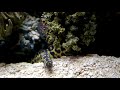 Engineer Gobies Building Tunnels