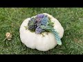 Succulent Pumpkin Tutorial 🍁 // Angels Grove Gardening