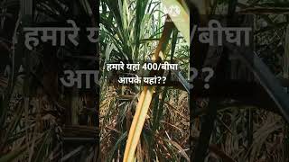 गन्ने की बंधाई के लाभ #agriculture #sugarcane #management