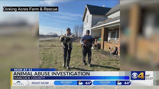 Animal abuse investigation in Hancock County