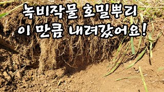 녹비작물 호밀뿌리 이만큼 내려갔어요!