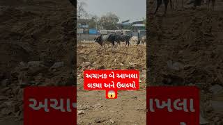 અચાનક બે આખલા લડ્યા અને ઉલલ્યો 😱 #trending #viral #Reels #funny