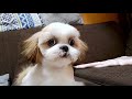 【シーズーshih tzu】生まれて初めてのトリミング　生後5ヶ月21日目