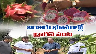 బంజరు, బీడు భూముల్లో డ్రాగన్‌ సిరులు | Rangareddy's Farmer Grows Dragon Fruit in Organic Way