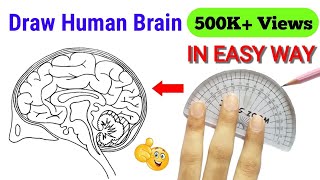 how to draw brain | how to draw brain easily | brain diagram class 10 easy | brain diagram