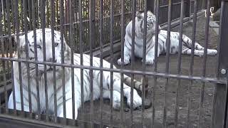 2019.2.17 宇都宮動物園☆ホワイトタイガーのアース王子＆シラナミ姫_10