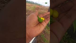 வேப்ப மரம் கற்றுத் தந்த விவசாயம் |@Goindiagreen #agriculture #farming #food #tree #fruit #lesson