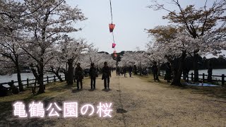 亀鶴公園の桜（2019年4月）