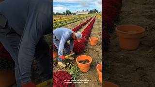 Gardening: planting chrysanthemums in a field