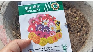 1659 - How to grow Safflower/ Kusum/ American Saffron from seeds - (PUSA)