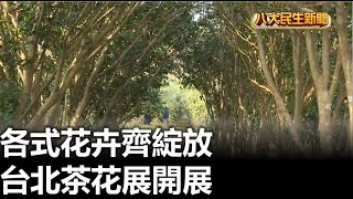 台北茶花展開展 各式花卉齊綻放 |【民生八方事】| 2023010707 @gtvnews27