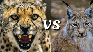 cheetah vs lynx cat fight #shorts #wildlife #viralwildlife