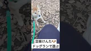 【元気】豆柴けんた、ドッグランでわんこと遊んだよ🐶