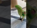 parrot talk and smart🤣😂 shortvideo