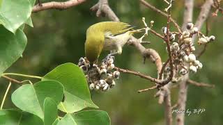 綠繡眼吃烏桕的果實/Japanese White-eye Enjoying Fruits