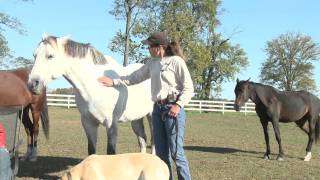 About Caroline Beste's Tao of Horsemanship Approach