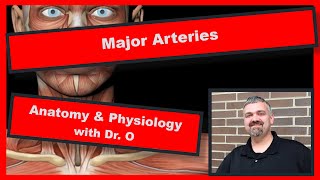 Major Arteries:  Anatomy and Physiology