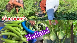 กินไม่ทันก็แบ่งปันผักในสวน เก็บเองมะเขือเปราะ มะเขือยาวฯลฯ holland