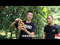 huanzi tv this is not a longan or a grape. peel the wild fruit like garlic and the city people re