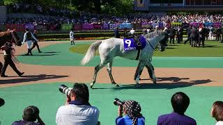 2018/06/03_東京11R_安田記念_G1_パドック：Yasuda Kinen G1_paddock