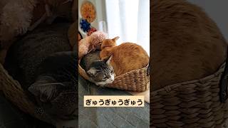 定員オーバー❗#猫 #猫のいる暮らし #shorts #保護猫#猫動画