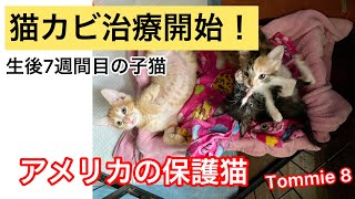 Tommie 8 猫カビ治療中　生後7週間目