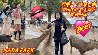 【世界でココだけ】可愛いくて賢い鹿に囲まれて💞 大幸せな観光客🫎NARA DEER | NARA PARK | Nara Travel | nara vlogs 🇯🇵❕