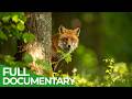 Forests of Our World: Where Wildlife and Wilderness Thrive | Free Documentary Nature